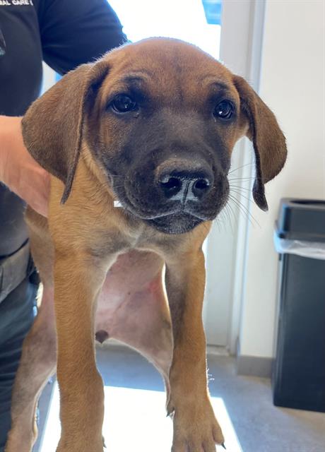 adoptable Dog in Mesa, AZ named SCOUT