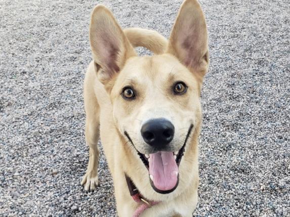 adoptable Dog in Mesa, AZ named ATTICUS