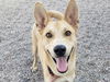 adoptable Dog in Mesa, AZ named ATTICUS