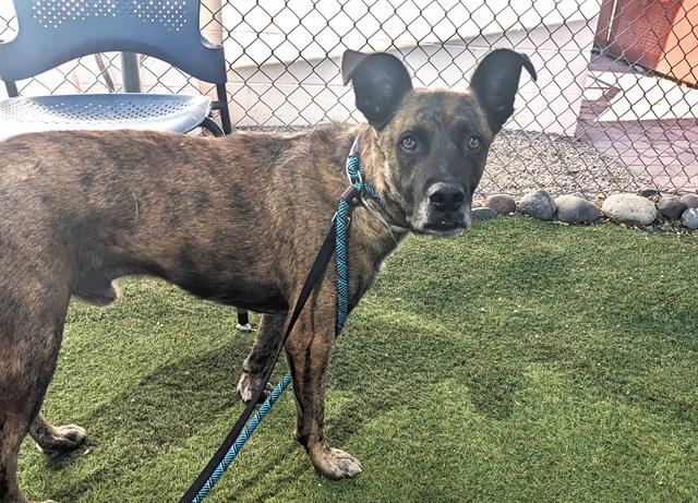 adoptable Dog in Mesa, AZ named PEEWEEBENJAMIN