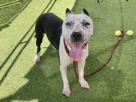 adoptable Dog in Mesa, AZ named BLACK-JACK