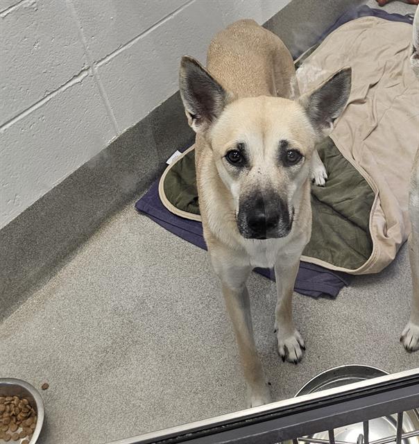 adoptable Dog in Mesa, AZ named MAGNOLIA