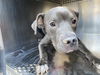 adoptable Dog in Mesa, AZ named CISCO KID