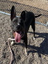 adoptable Dog in , AZ named LONDON