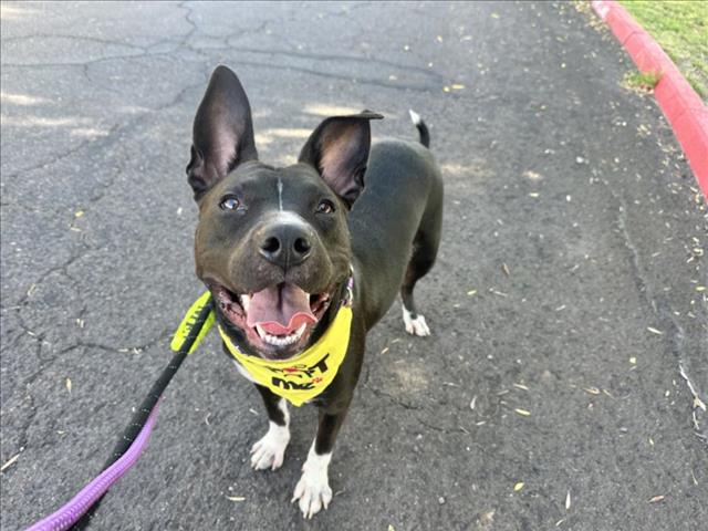 adoptable Dog in Mesa, AZ named LONDON