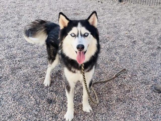 adoptable Dog in Mesa, AZ named KIT