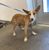 adoptable Dog in  named GINGER