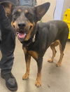 adoptable Dog in , AZ named C.J.