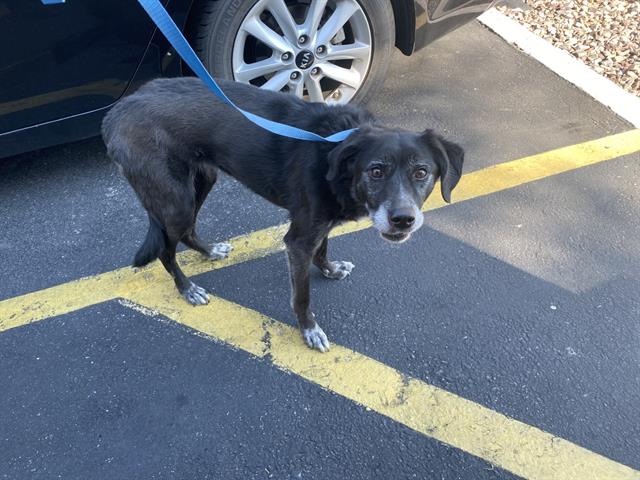 adoptable Dog in Mesa, AZ named MZ PHOENIX