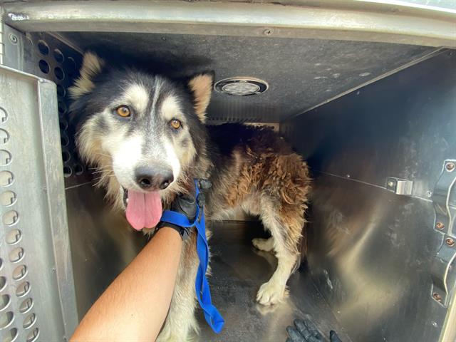 adoptable Dog in Mesa, AZ named JACK