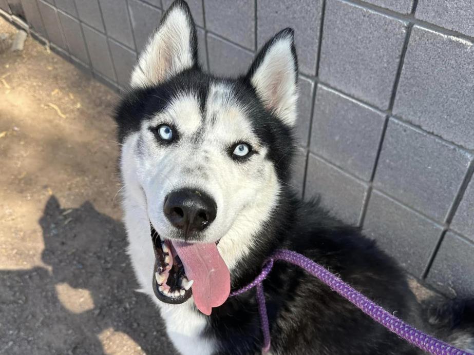 adoptable Dog in Mesa, AZ named JASPER