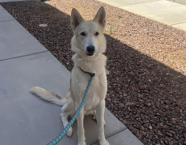 adoptable Dog in Mesa, AZ named MC DREAMY