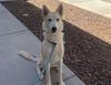 adoptable Dog in , AZ named MC DREAMY