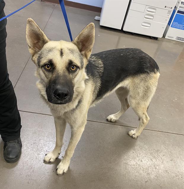 adoptable Dog in Mesa, AZ named SEVUK