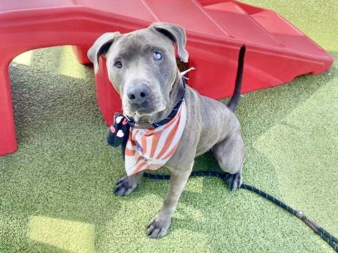 adoptable Dog in Mesa, AZ named ZEUS