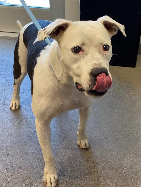 adoptable Dog in Mesa, AZ named SWEETIE