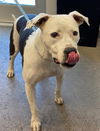 adoptable Dog in , AZ named SWEETIE