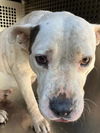 adoptable Dog in , AZ named SWEET TART