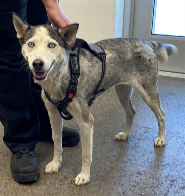 adoptable Dog in Mesa, AZ named CANDI