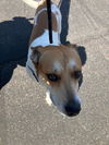 adoptable Dog in , AZ named CYRUS