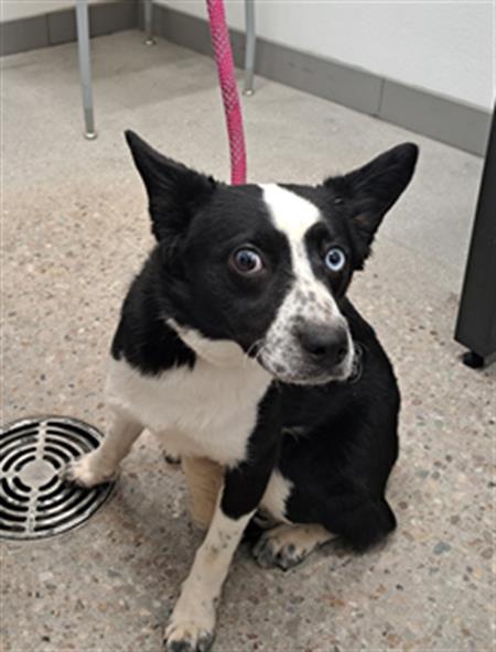 adoptable Dog in Mesa, AZ named FIDGET