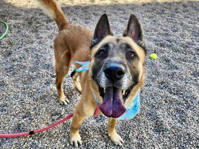 adoptable Dog in Mesa, AZ named KIRK