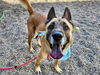 adoptable Dog in , AZ named KIRK