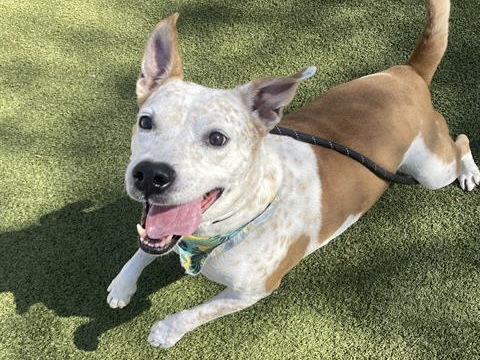 adoptable Dog in Mesa, AZ named CAZZAROLE