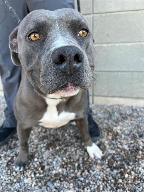 adoptable Dog in Mesa, AZ named JADE