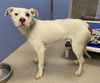 adoptable Dog in , AZ named KASS