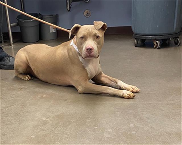 adoptable Dog in Mesa, AZ named MELODY