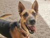 adoptable Dog in , AZ named JENNY