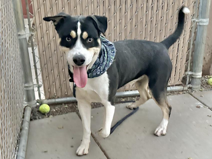 adoptable Dog in Mesa, AZ named CARROT