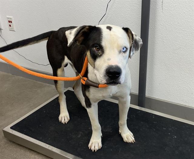 adoptable Dog in Mesa, AZ named KODA