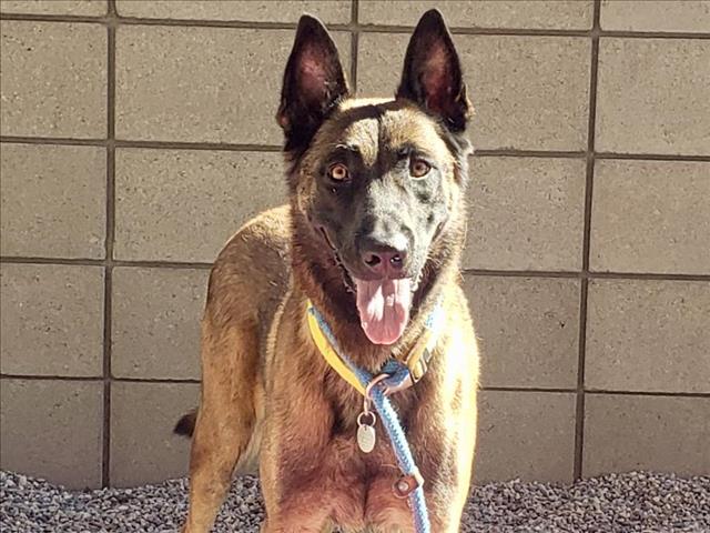 adoptable Dog in Mesa, AZ named MAGIC