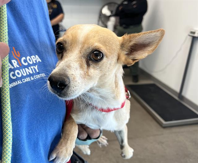 adoptable Dog in Mesa, AZ named LUKA