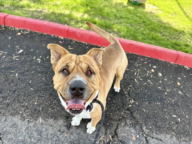 adoptable Dog in Mesa, AZ named HOPPER