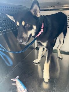 adoptable Dog in Mesa, AZ named JAMBA