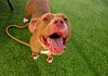 adoptable Dog in , AZ named JAINIE