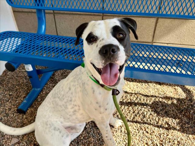 adoptable Dog in Mesa, AZ named LANCER