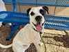 adoptable Dog in , AZ named LANCER