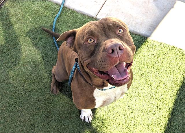 adoptable Dog in Mesa, AZ named KING