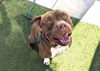 adoptable Dog in , AZ named KING