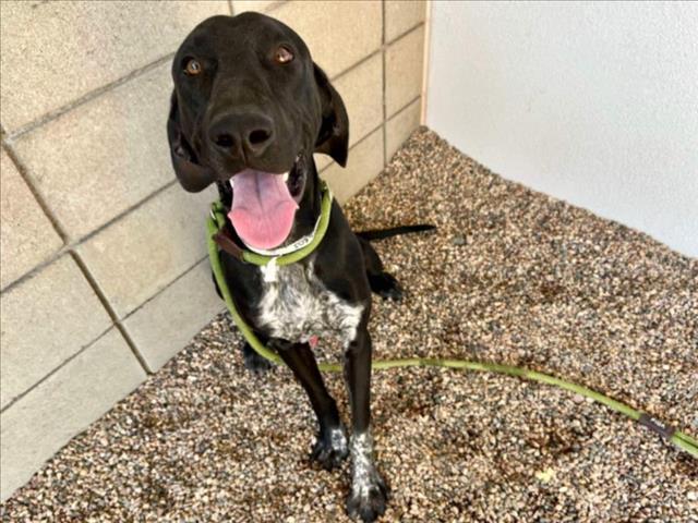 adoptable Dog in Mesa, AZ named MEYERS