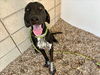 adoptable Dog in , AZ named MEYERS