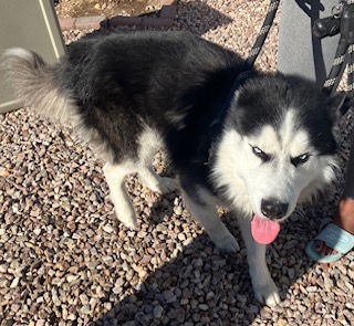 adoptable Dog in Mesa, AZ named KODA