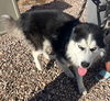 adoptable Dog in , AZ named KODA