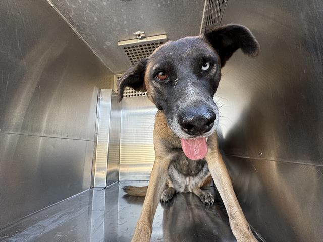 adoptable Dog in Mesa, AZ named JAMIE