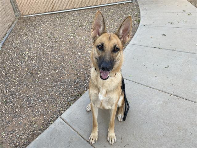 adoptable Dog in Mesa, AZ named JUNIPER