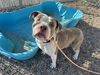 adoptable Dog in , AZ named BEEFY